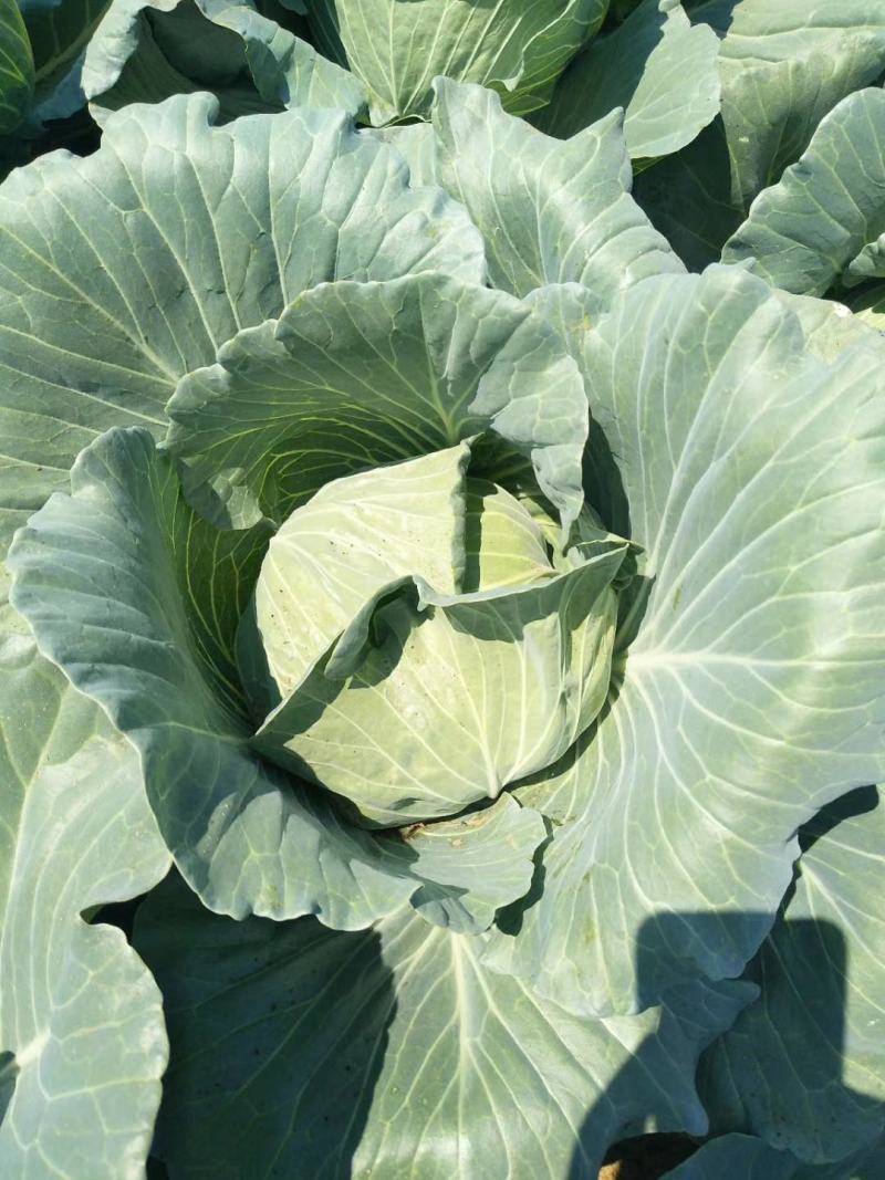 京丰包菜，墨玉包菜，货源充足，可以视频看货