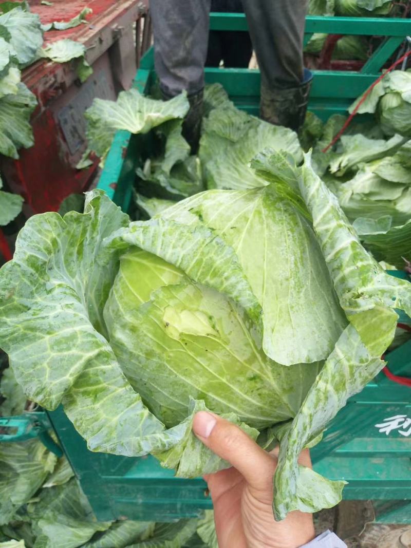 京丰包菜，墨玉包菜，货源充足，可以视频看货