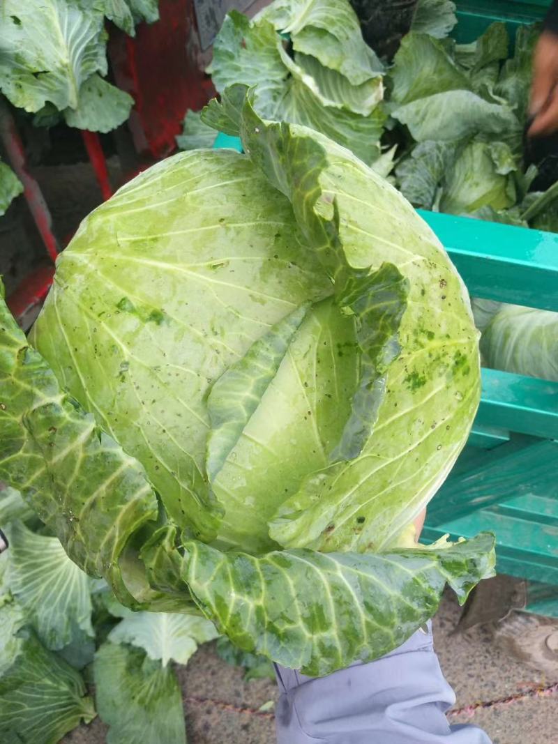 京丰包菜，墨玉包菜，货源充足，可以视频看货