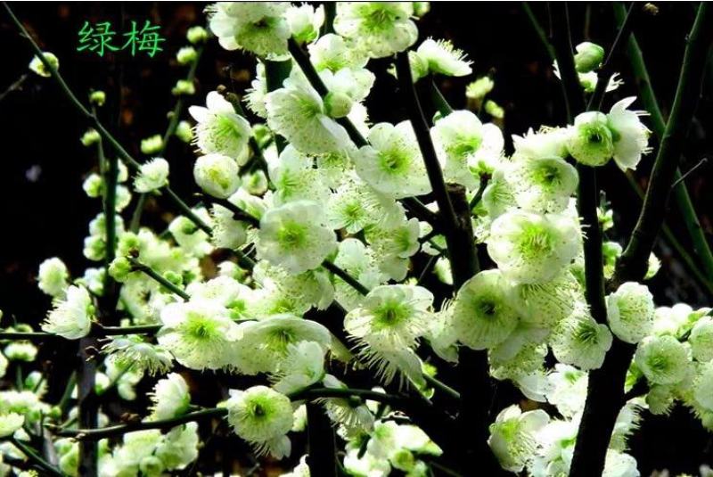 原生红梅面精品嫁接红梅绿梅苗美人梅腊梅骨里红苗包邮