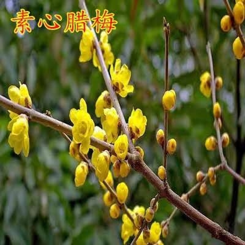 原生红梅面精品嫁接红梅绿梅苗美人梅腊梅骨里红苗包邮