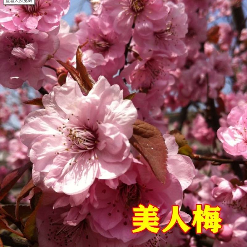 原生红梅面精品嫁接红梅绿梅苗美人梅腊梅骨里红苗包邮