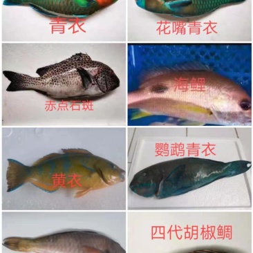 西沙深海野生鱼5个颜色