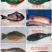 西沙深海野生鱼5个颜色