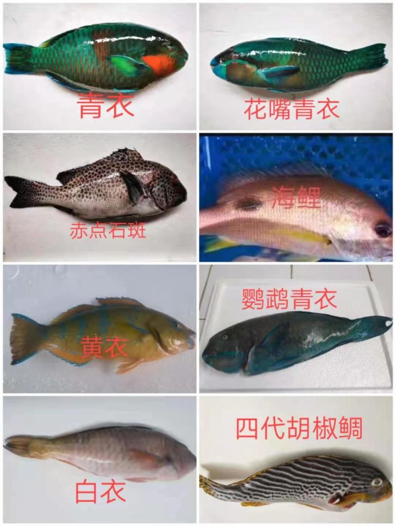 西沙深海野生鱼5个颜色