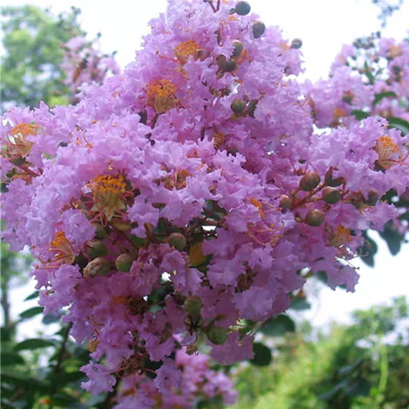 美国紫薇花树苗红火箭紫薇花苗红火球天鹅绒红花紫薇庭院绿化