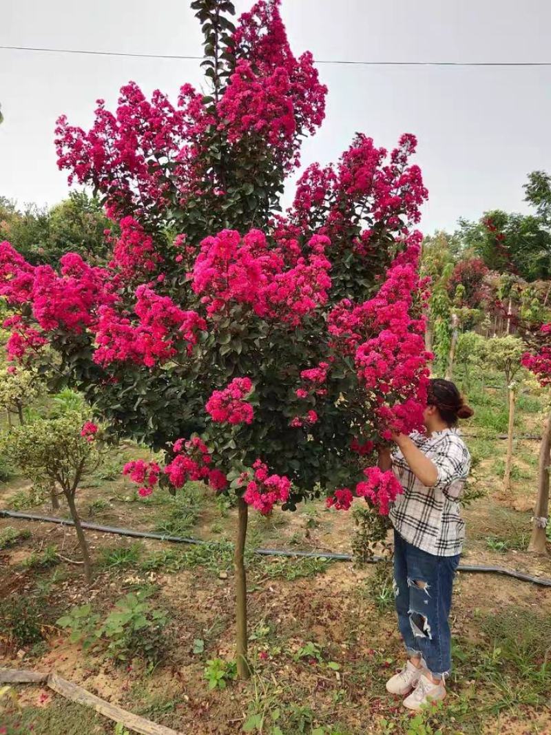美国紫薇花树苗红火箭紫薇花苗红火球天鹅绒红花紫薇庭院绿化