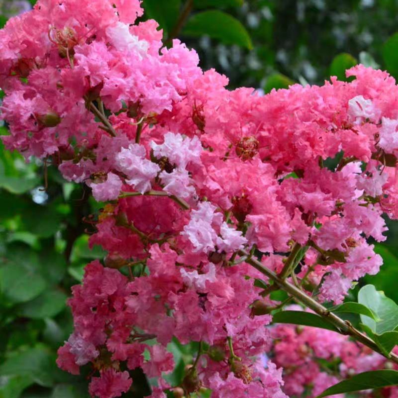 美国紫薇花树苗红火箭紫薇花苗红火球天鹅绒红花紫薇庭院绿化