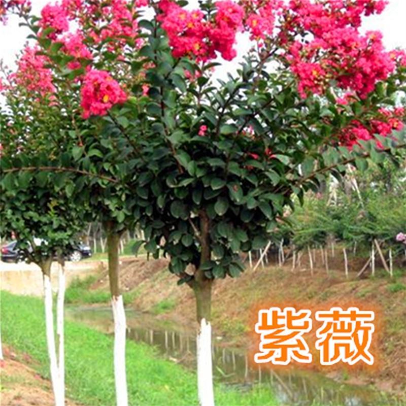 美国紫薇花树苗红火箭紫薇花苗红火球天鹅绒红花紫薇庭院绿化