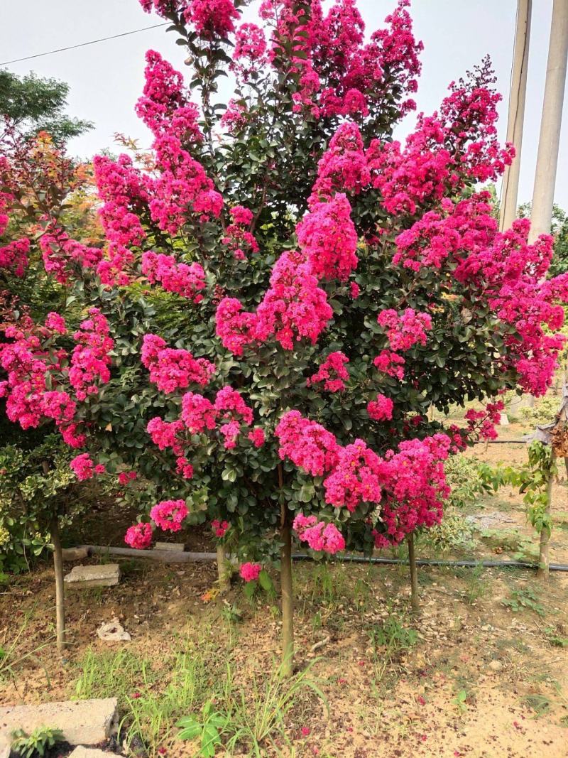 美国紫薇花树苗红火箭紫薇花苗红火球天鹅绒红花紫薇庭院绿化