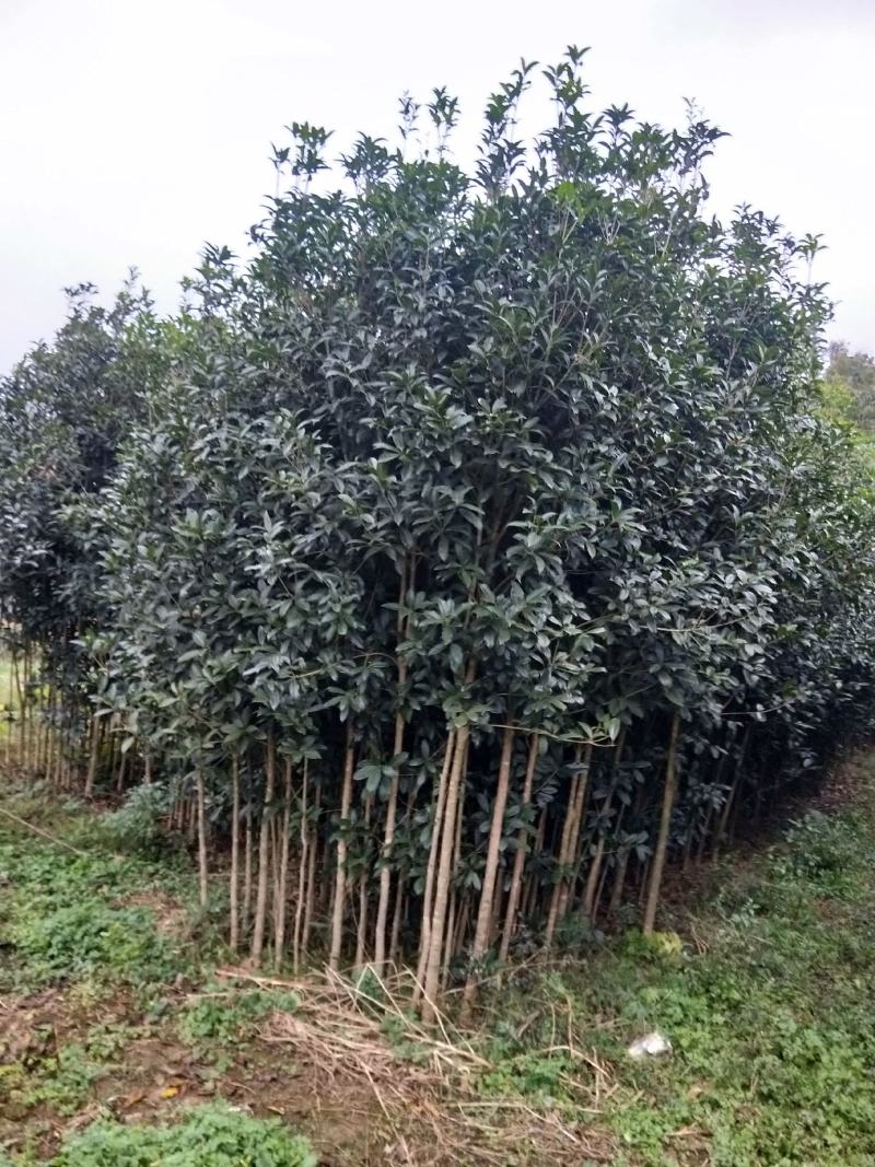 八月桂花，关岭平中苗圃基地