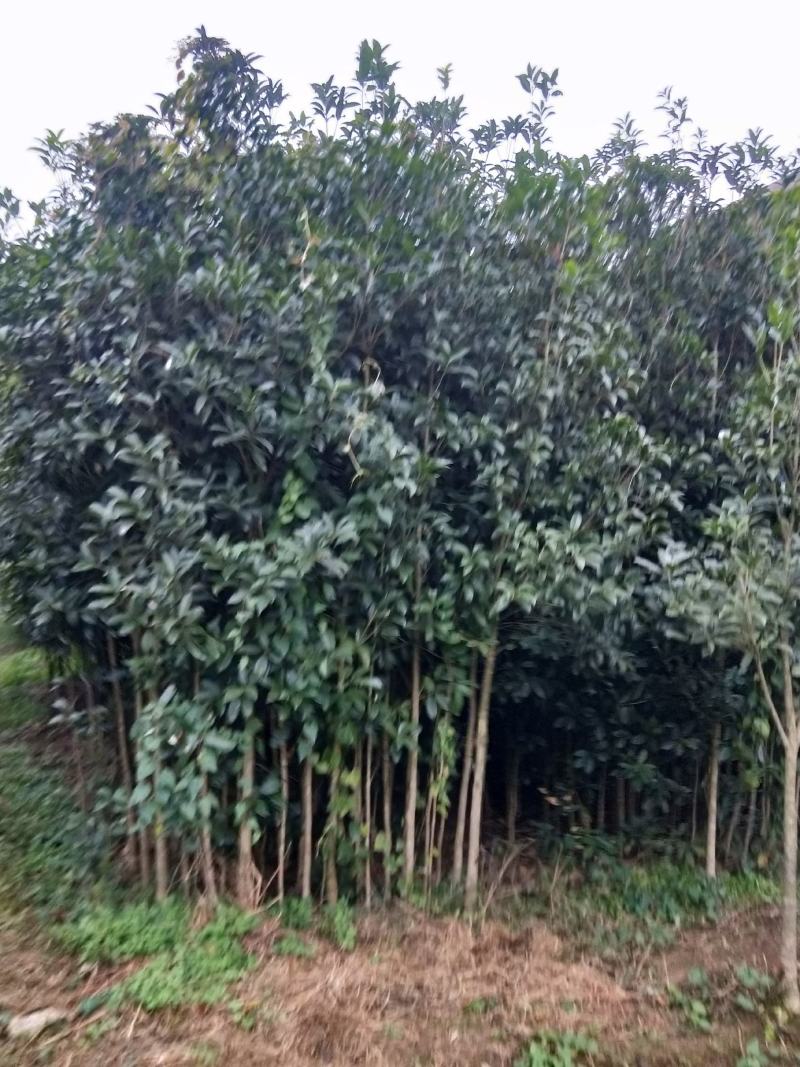 八月桂花，关岭平中苗圃基地