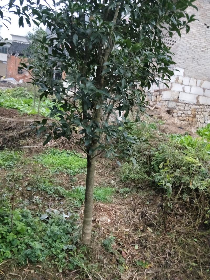 八月桂花，关岭平中苗圃基地