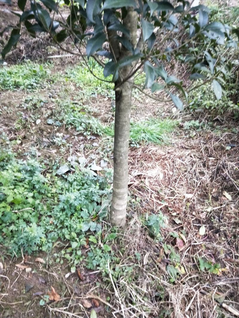 八月桂花，关岭平中苗圃基地