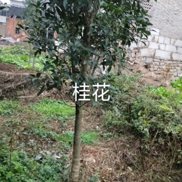 八月桂花，关岭平中苗圃基地
