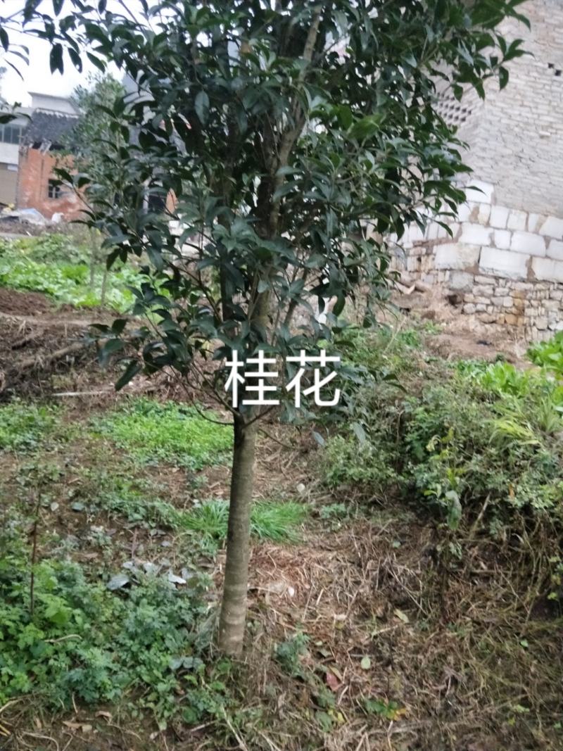 八月桂花，关岭平中苗圃基地