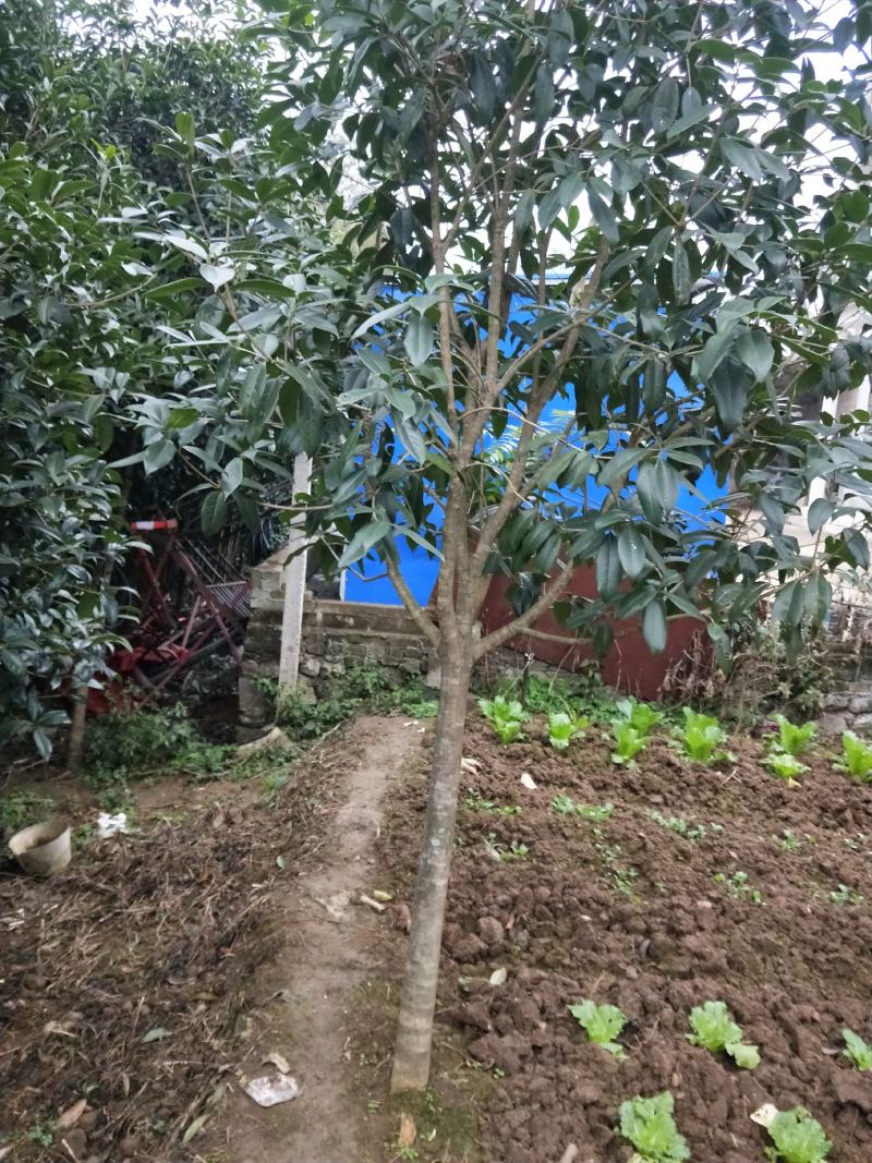 八月桂花，关岭平中苗圃基地