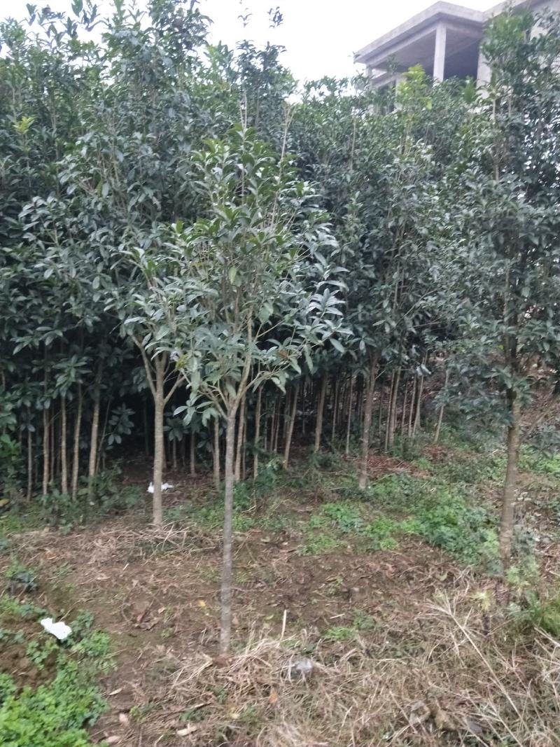 八月桂花，关岭平中苗圃基地