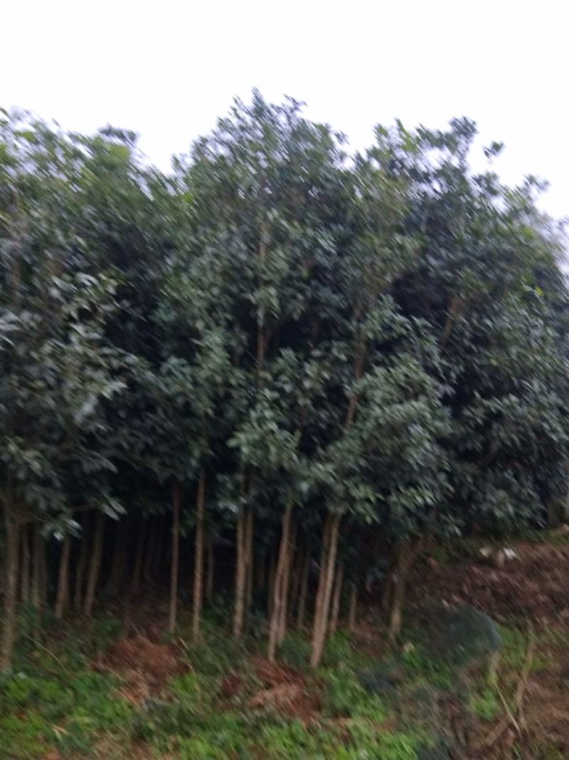 八月桂花，关岭平中苗圃基地