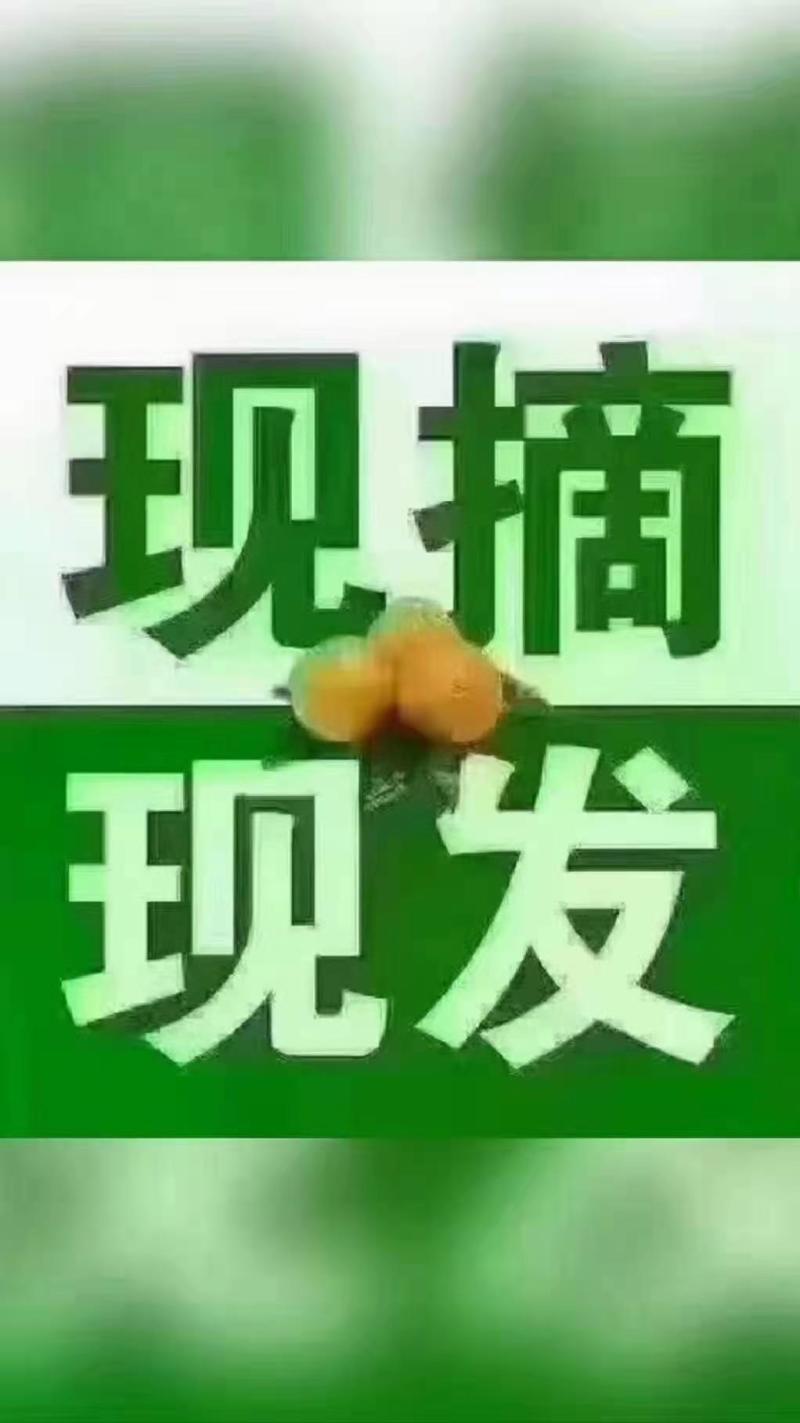 代办奉节优质脐橙、次果