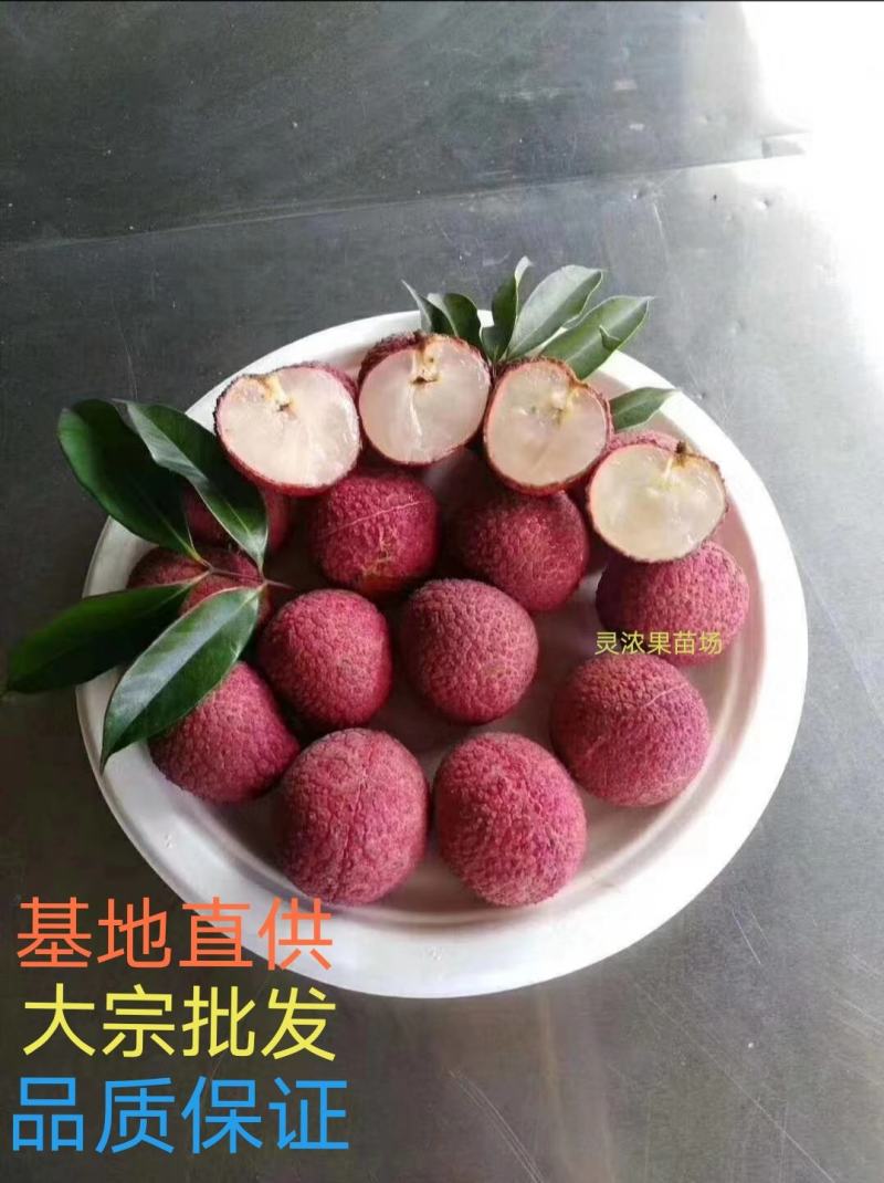 嫁接无核荔枝苗，基地直供坏苗包赔无核荔枝苗，无核荔枝树苗