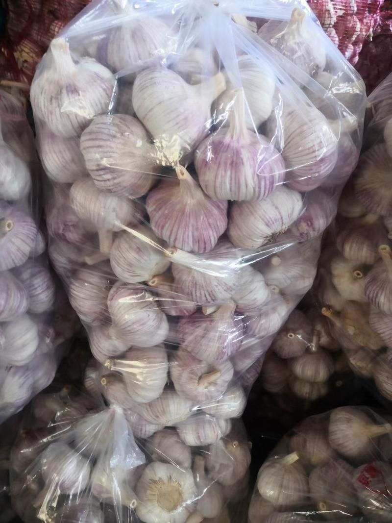金乡紫皮蒜精品大蒜，紫皮蒜冷库直供代发代存代收代加工