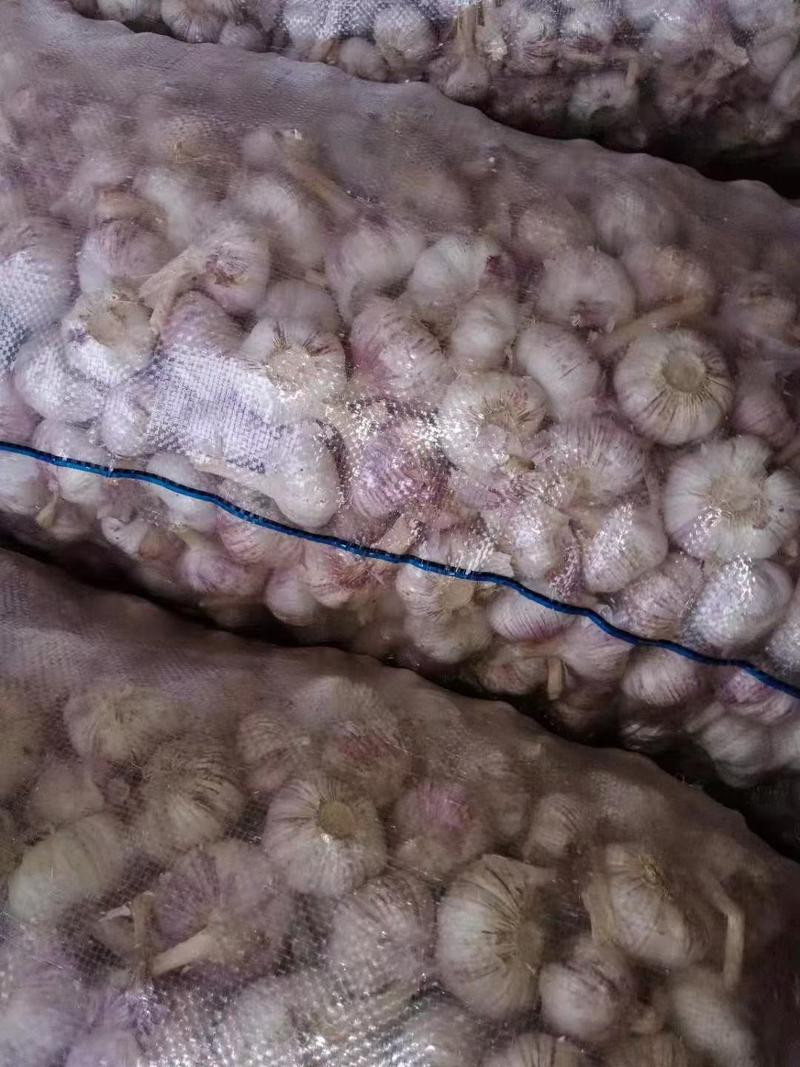 金乡紫皮蒜精品大蒜，紫皮蒜冷库直供代发代存代收代加工