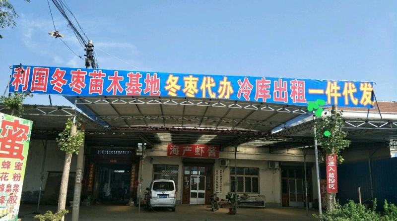 山东沾化冬枣树苗2代现挖苗现发货纯度高包技术指导