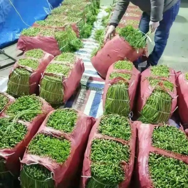 万亩芦蒿，新鲜上市，量大从优！