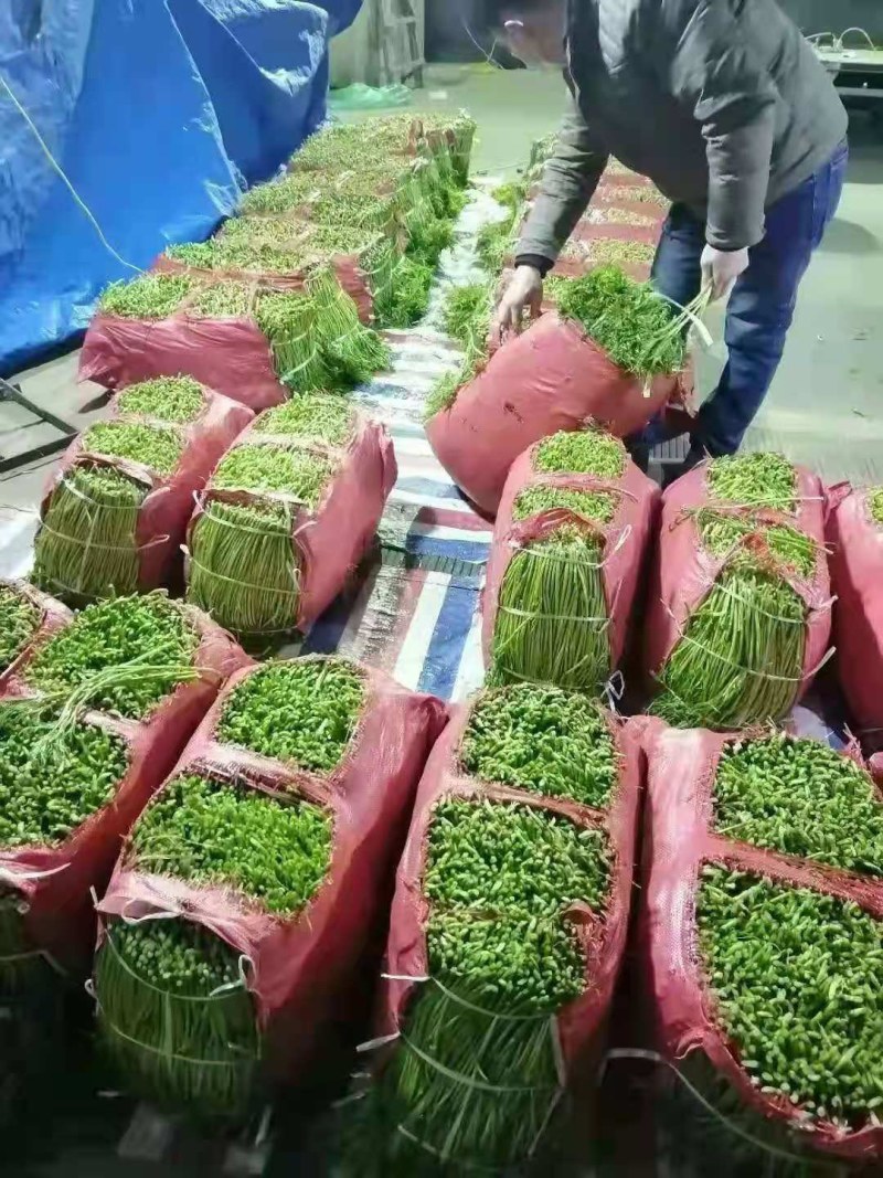 万亩芦蒿，新鲜上市，量大从优！
