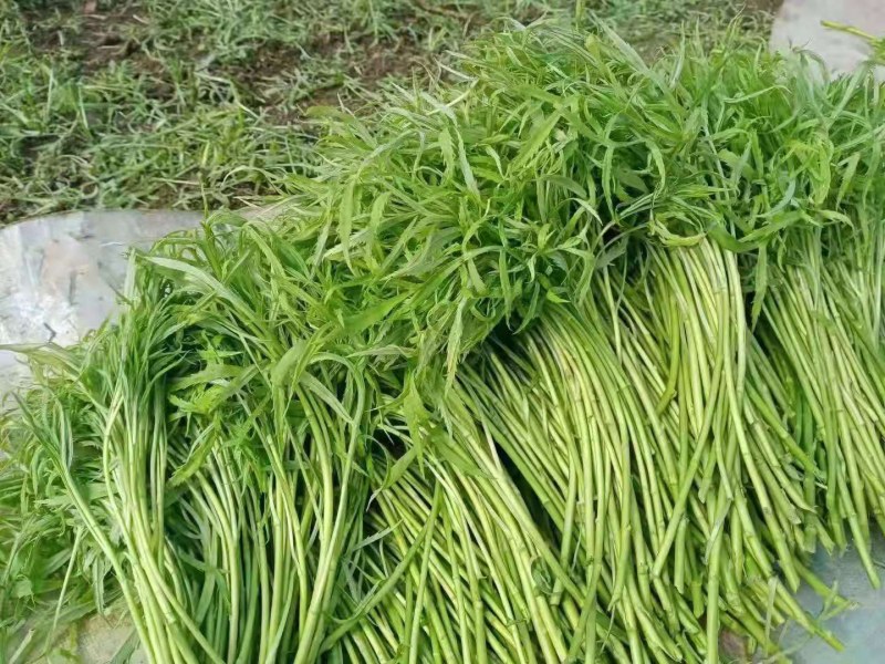 万亩芦蒿，新鲜上市，量大从优！