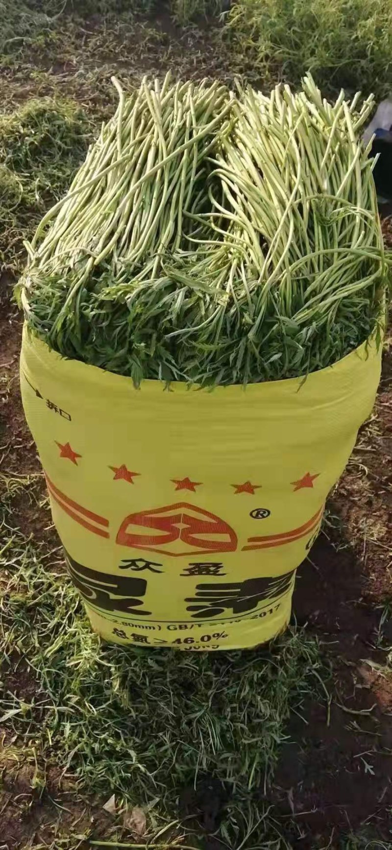万亩芦蒿，新鲜上市，量大从优！