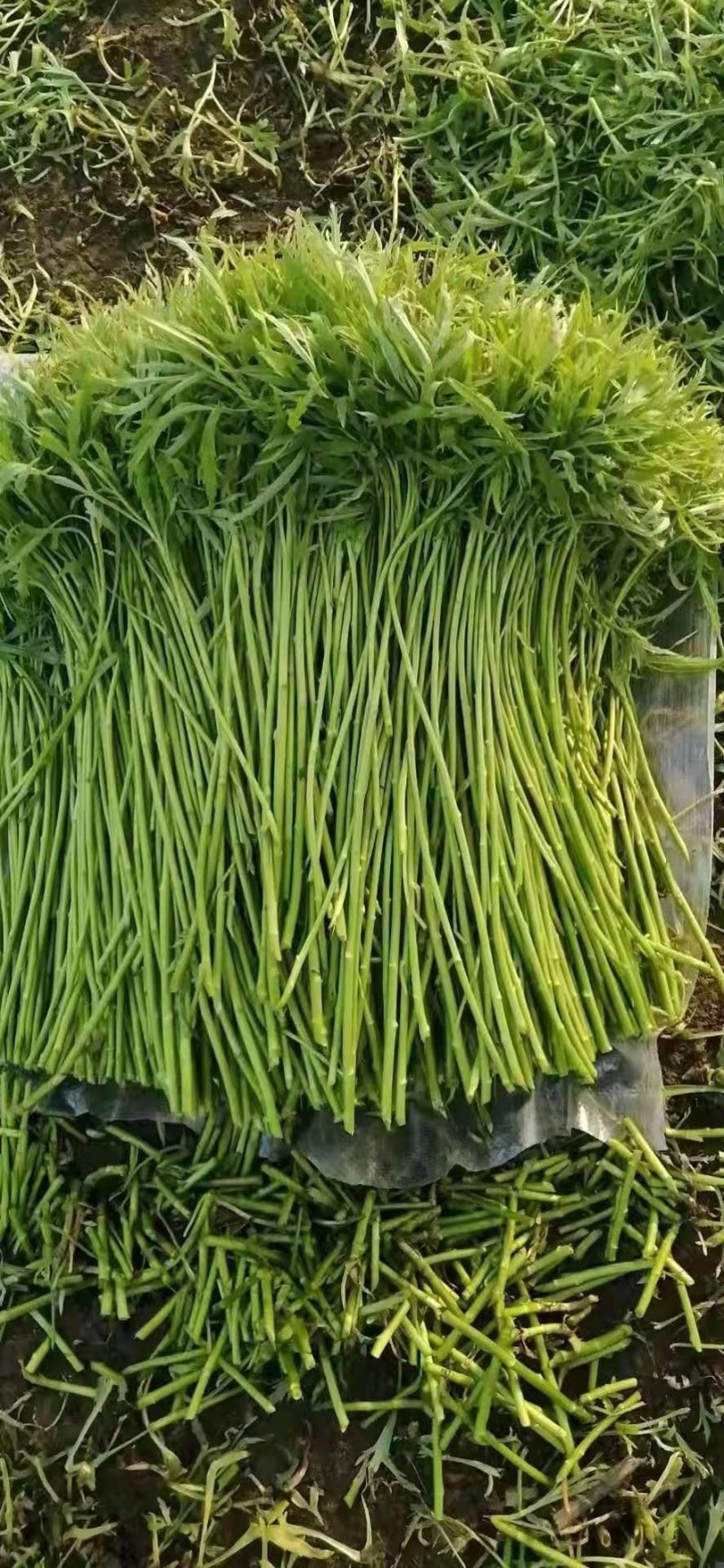 万亩芦蒿，新鲜上市，量大从优！