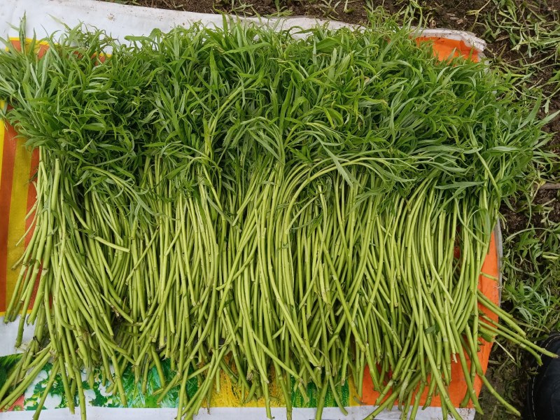 万亩芦蒿，新鲜上市，量大从优！