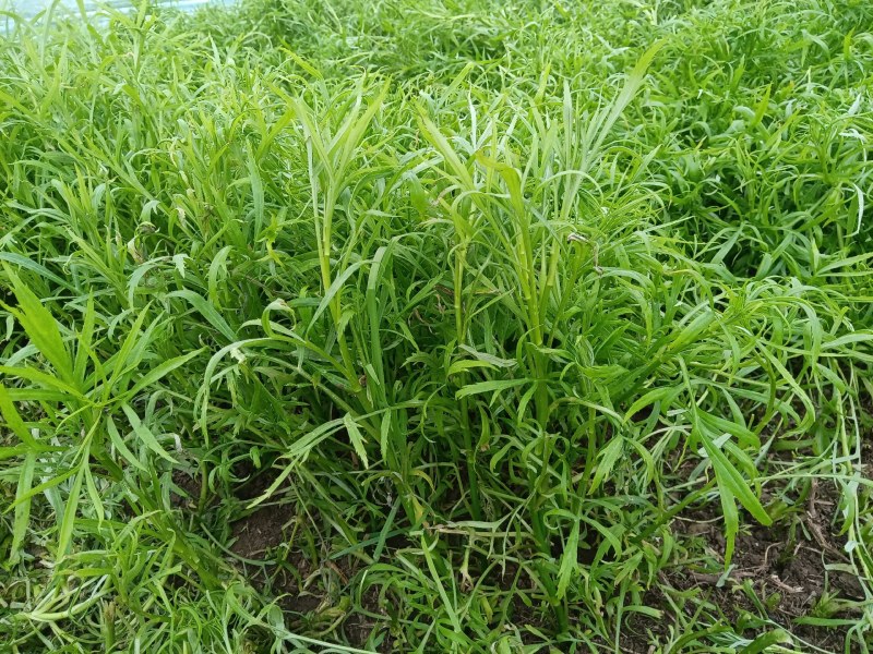 万亩芦蒿，新鲜上市，量大从优！