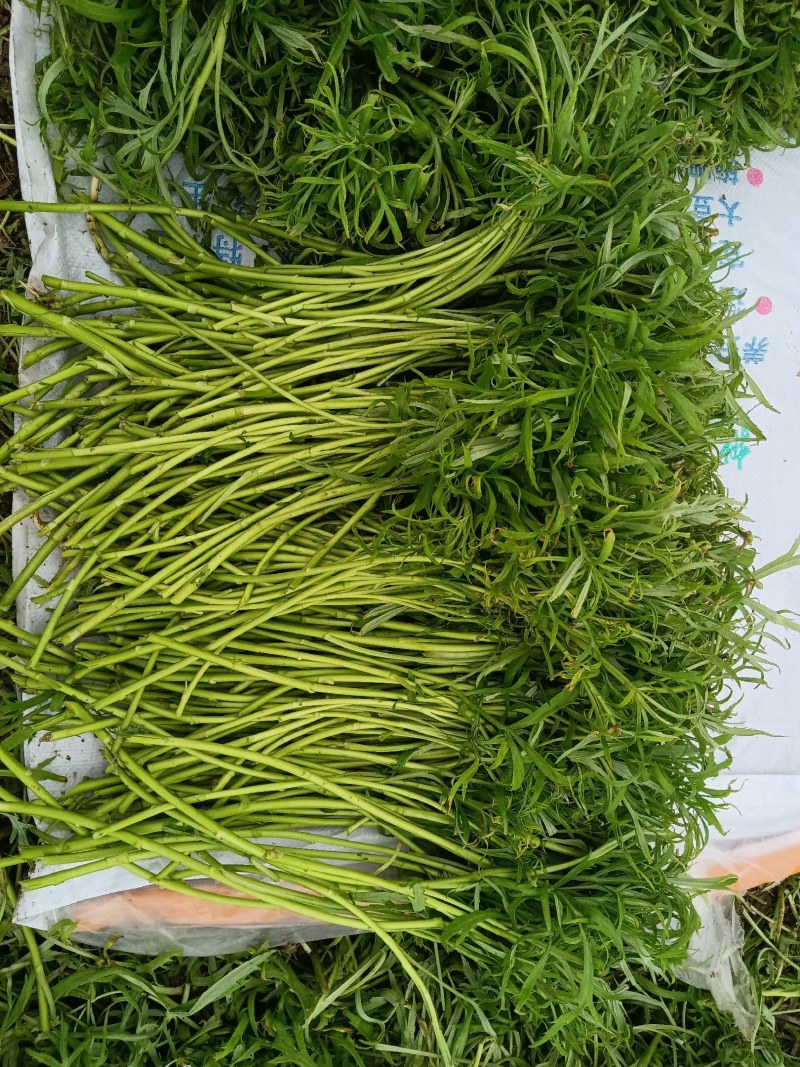 万亩芦蒿，新鲜上市，量大从优！