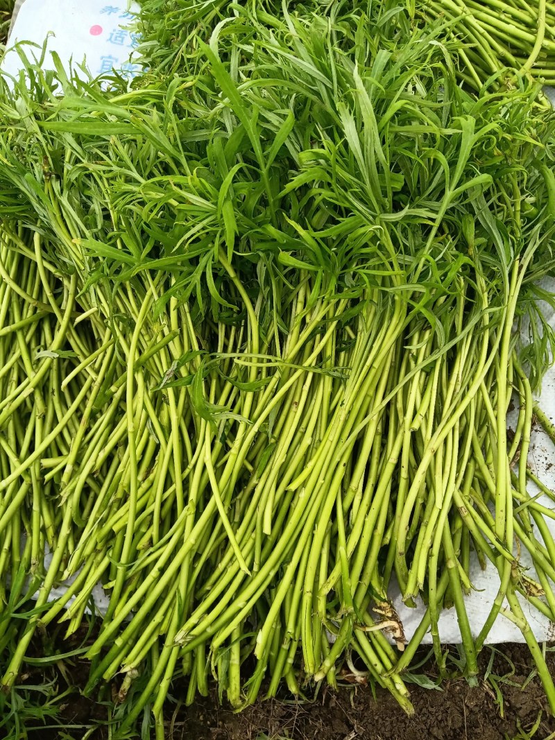 万亩芦蒿，新鲜上市，量大从优！