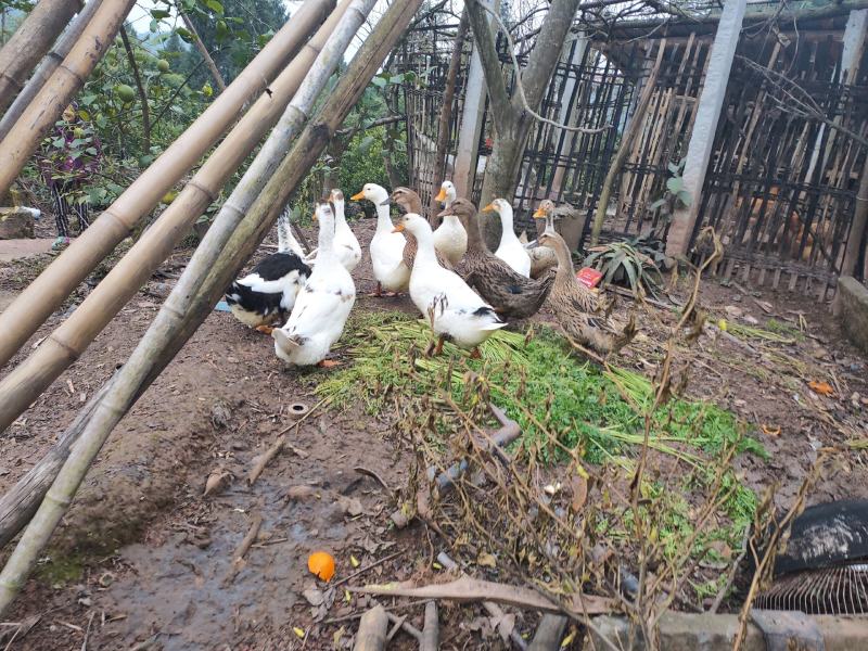 农村土鸭现杀鸭子鸭肉生态鸭老鸭子散养放养火鸭子粮食喂养