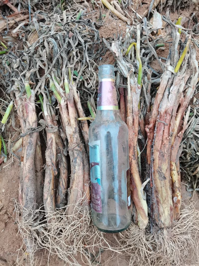 陕北定边红葱，产地货量大