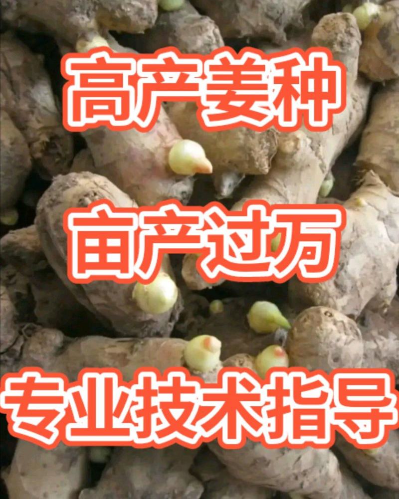 贵州【优质368高产姜种】亩产过万，产地批发，全国发货。