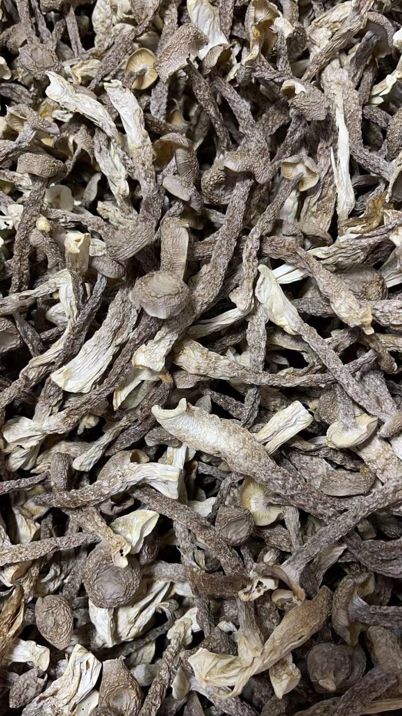 鹿茸菇无硫干货鹿茸菌新鲜无碎云南正宗鹿茸香菇食用菌菇