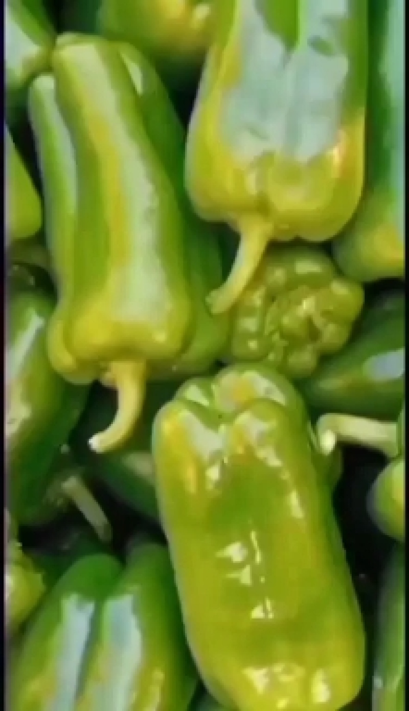 济南市商河县太空椒大量上市，太空椒质量好，颜色好。
