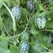 佩普基诺小西瓜种子，拇指西瓜种籽，观赏西瓜玩具西瓜种籽