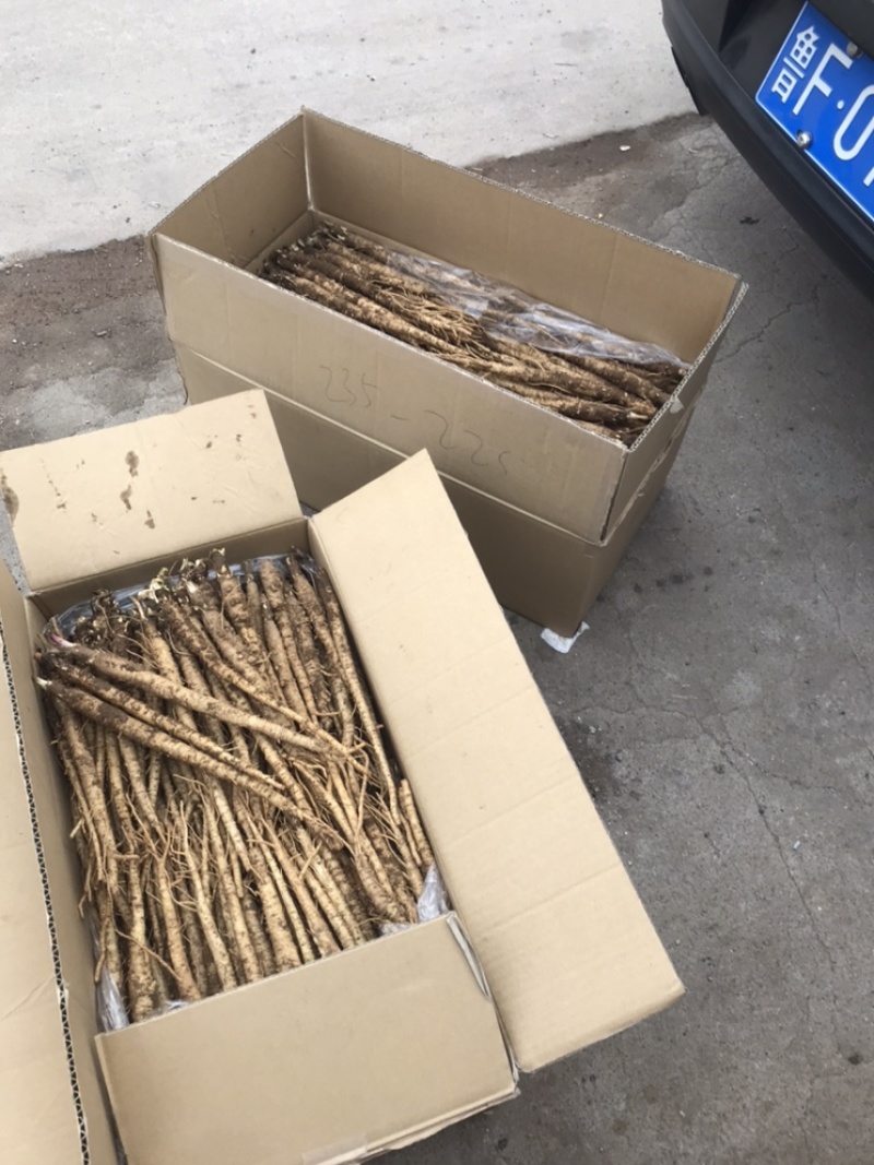 北沙参鲜粗条(质量我保证！有问题可以退货）