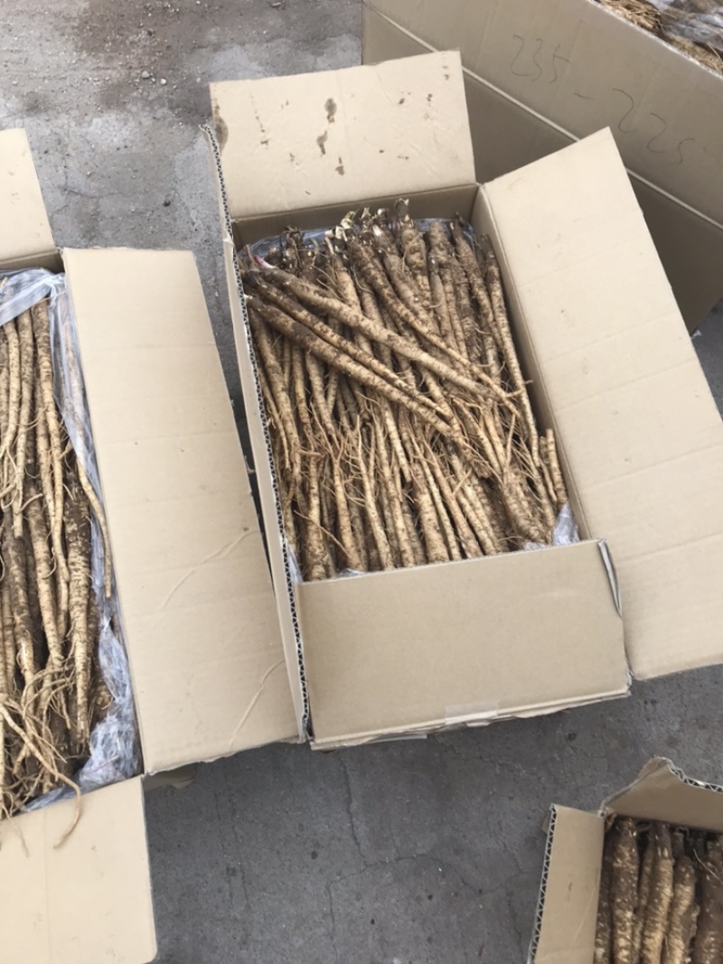 北沙参鲜粗条(质量我保证！有问题可以退货）
