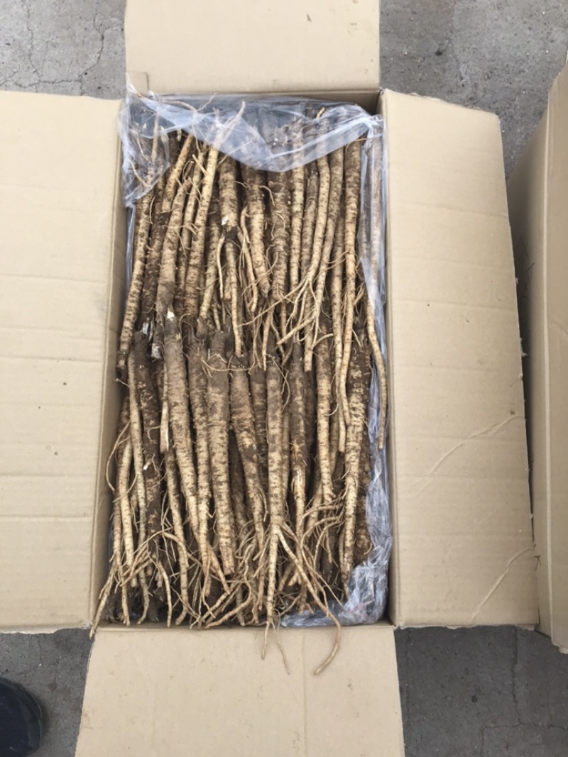 北沙参鲜粗条(质量我保证！有问题可以退货）