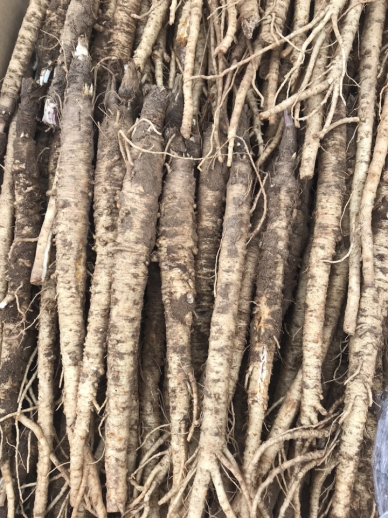 北沙参鲜粗条(质量我保证！有问题可以退货）