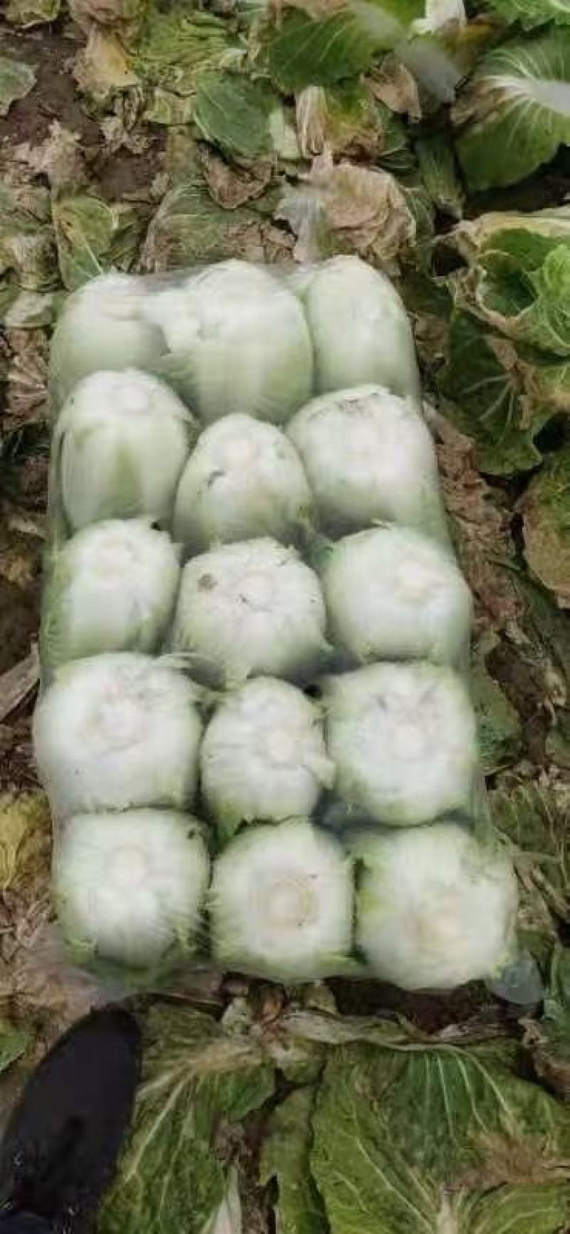 新野大棚芹菜大量上市支持各种包装