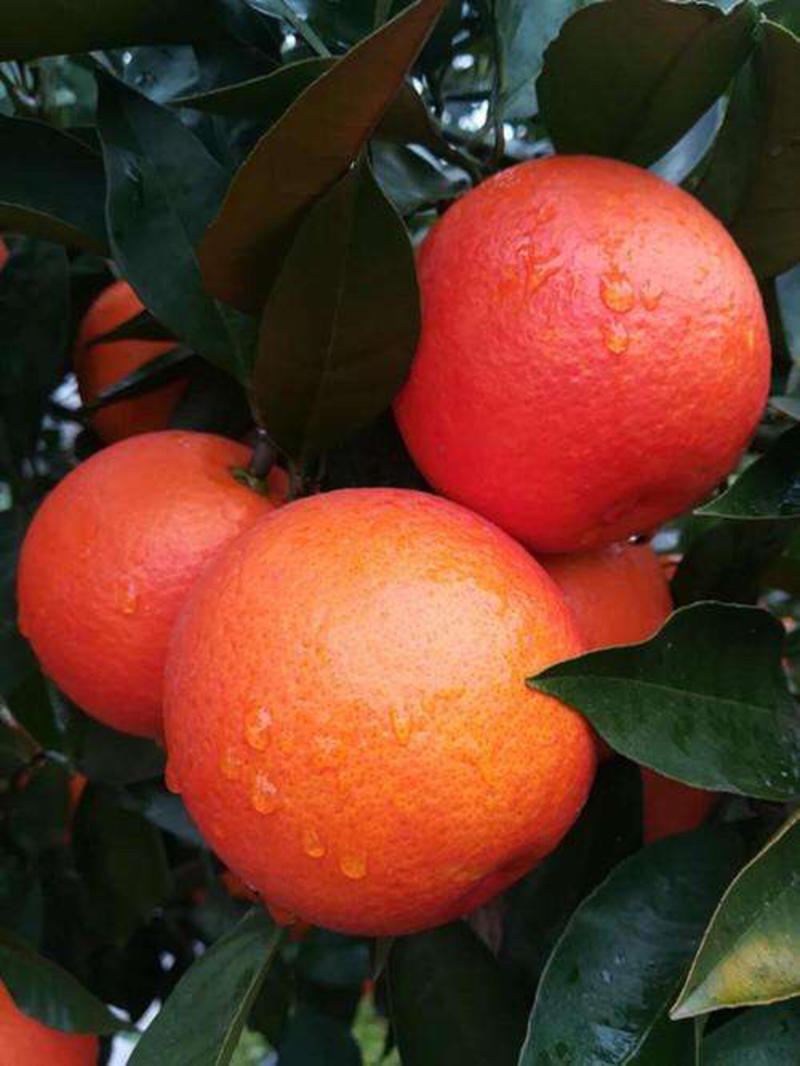 重庆万州玫瑰香橙，塔罗科血橙，一手货源，对接市场电商供应