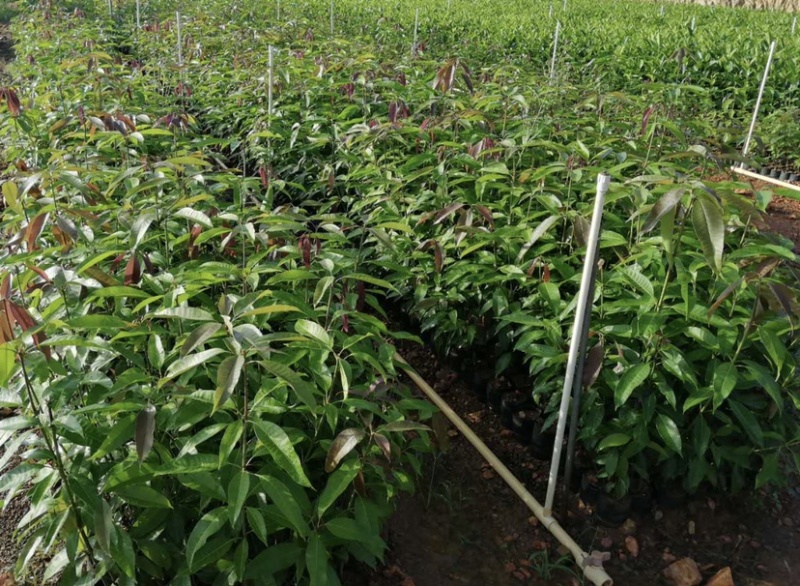 海南沉香花梨菠萝蜜批发